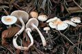 Hygrophorus lindtneri